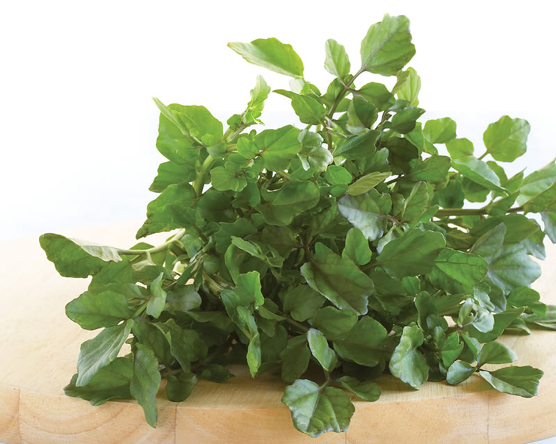 how to grow watercress 2 (1)