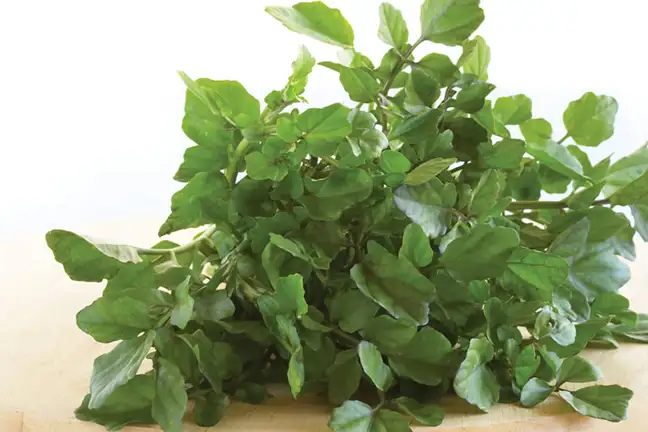 how to grow watercress 2 (1)