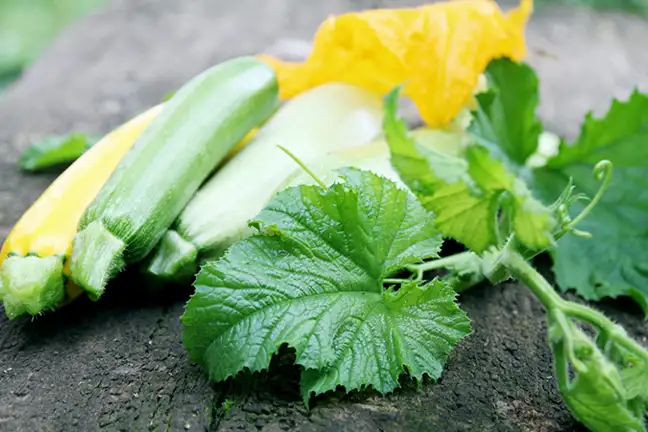 how to grow zucchini 2 (1)