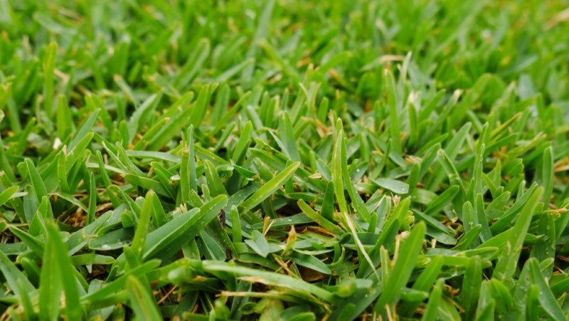 Buffalo 800X451px LS