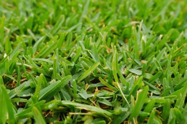 Buffalo 800X451px LS