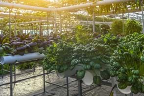 How to Grow Hydroponic Plants at Home