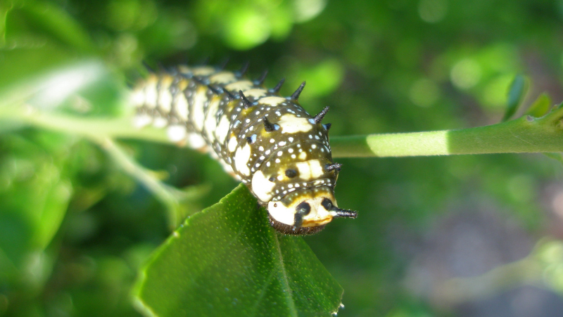 Small Citrus Butterfly Elise Dando