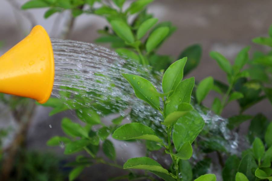 Liquid feeding citrus plant