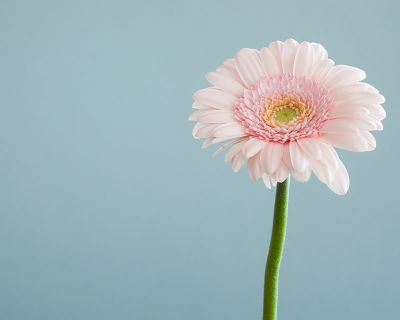 Gerbera