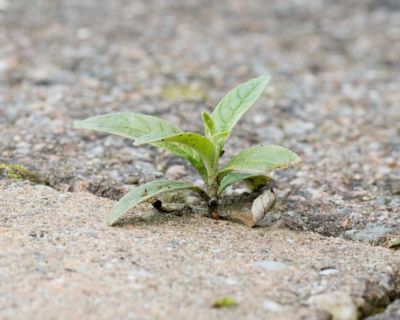 Pulling weeds out with your hands can be exhausting over a large area, but more importantly weeds spread easily. 