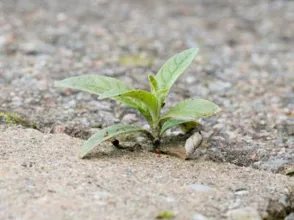 Garden Weed Control