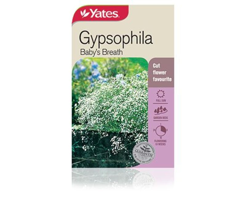 Gypsophila Baby's Breath Yates Seeds for Gardens