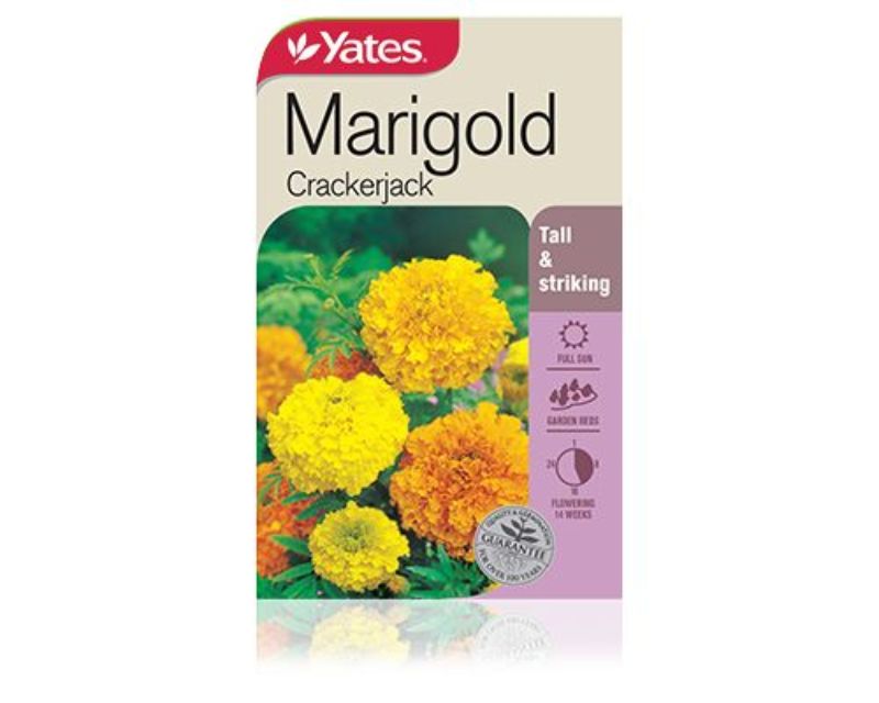 Marigold Crackerjack Yates Seeds for Gardens