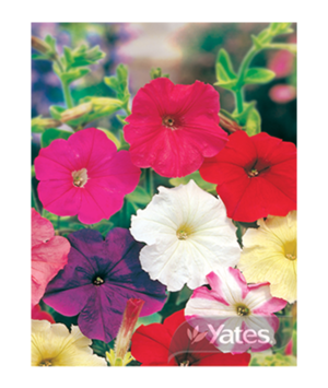 Get Wallpaper Petunia Super Colour Parade Yates Seeds For Gardens For iPhone