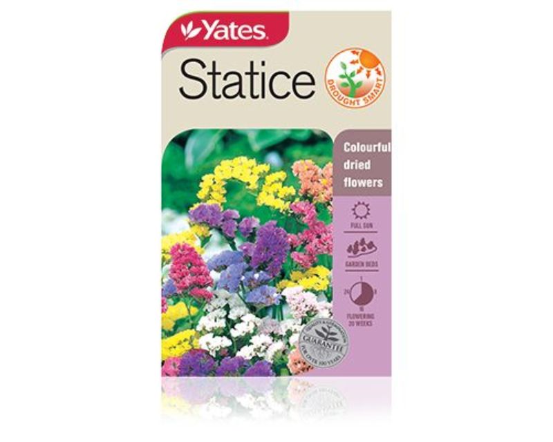 Statice Yates Seeds for Gardens