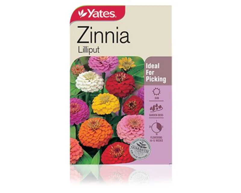 Zinnia Lilliput Yates Seeds for Gardens