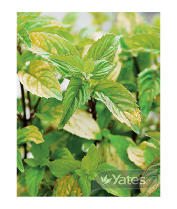 Mint Mix Yates Seeds for Garden