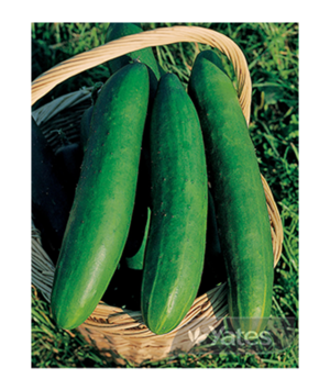 Cucumber Lebanese Vegetables Yates Seeds For Gardens