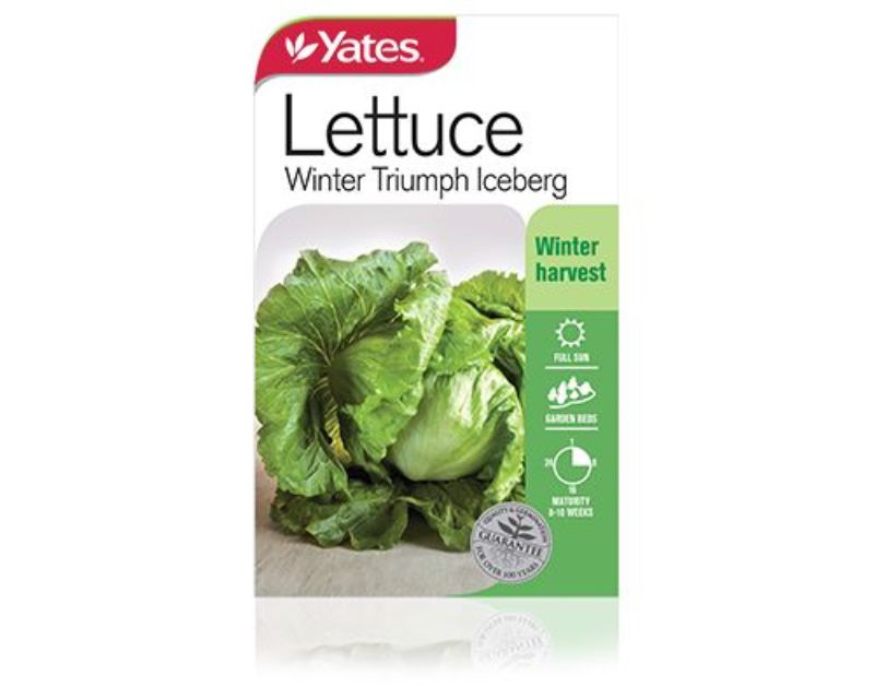 Lettuce Winter Triumph Iceberg Vegetables Yates Seeds for Gardens