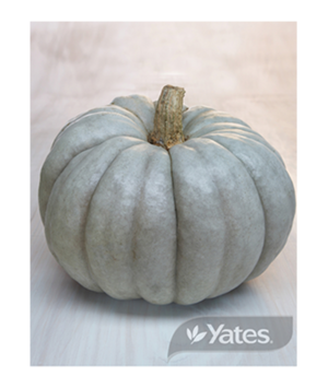 Pumpkin Queensland Blue Vegetables Yates Seeds For Gardens