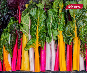 Silverbeet Rainbow Chard Vegetables Yates Seeds For Gardens