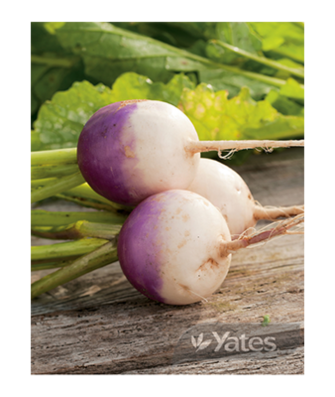 Turnip Purple Top White Globe | Yates Seeds for Garden