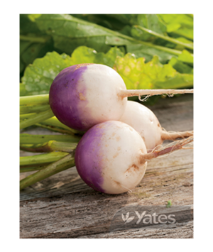 Turnip Purple Top White Globe | Yates Seeds for Garden