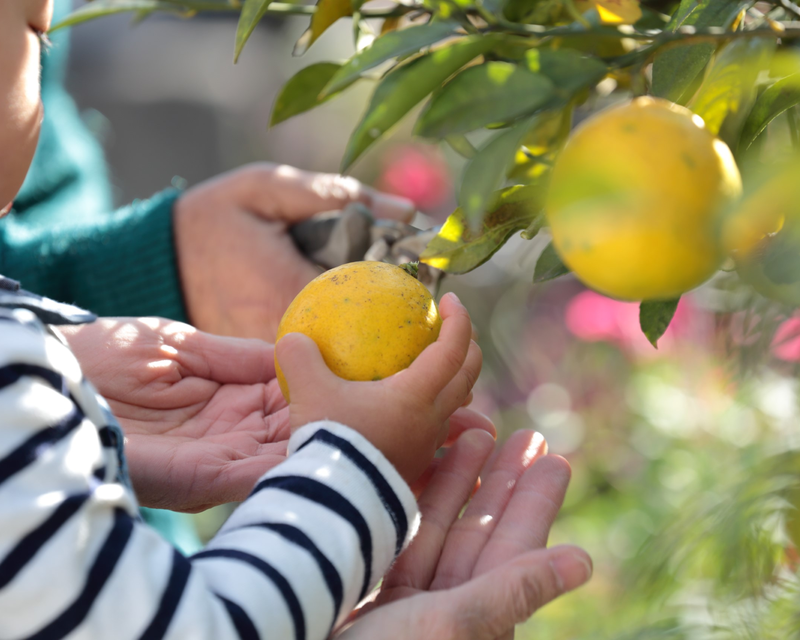 Personalised Gardening Tips 
