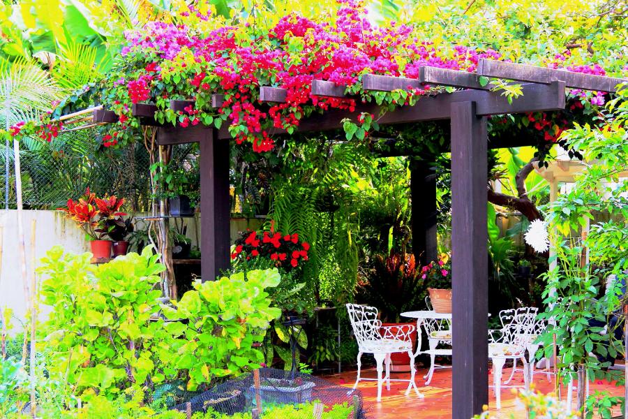Bougainvillea climbing up an arbour