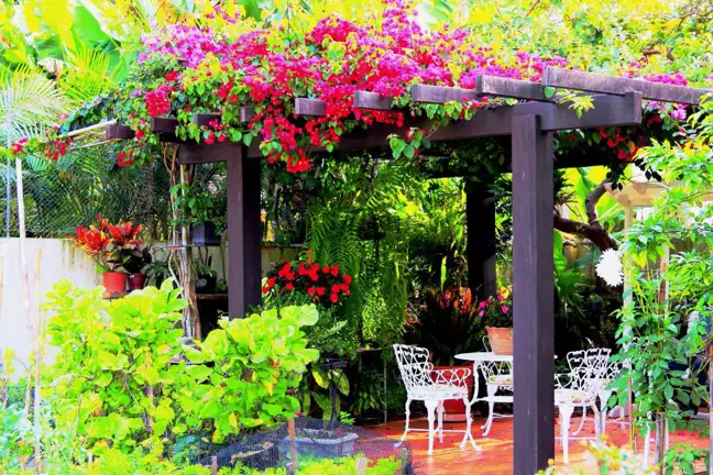 Bougainvillea climbing up an arbour