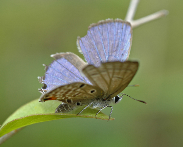Cycad Blue Butterfly