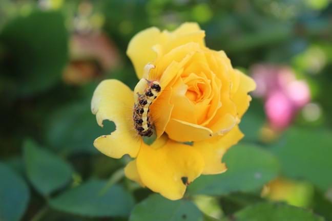 Caterpillar chewing on Rose flower