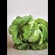 16381_lettuce-winter-triumph-iceberg_1_result.jpg (1)