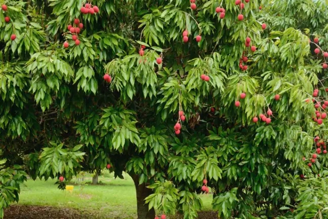 How To Grow Lychee Tree