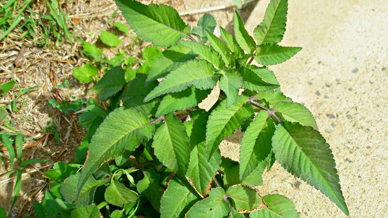 image of a bidens pilosa (cobbler's pegs, farmer's friends, pitchforks) plant growing in a garden bed