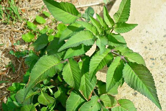 image of a bidens pilosa (cobbler's pegs, farmer's friends, pitchforks) plant growing in a garden bed