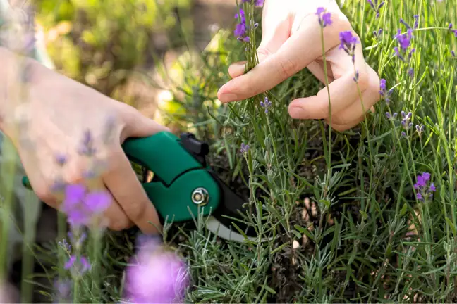 person pruning lavender with secateurs
