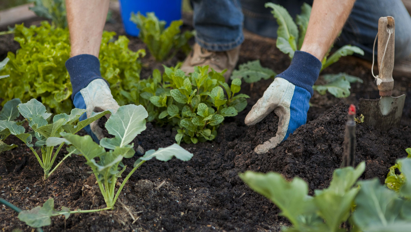 YATES PLANTING VEG 48