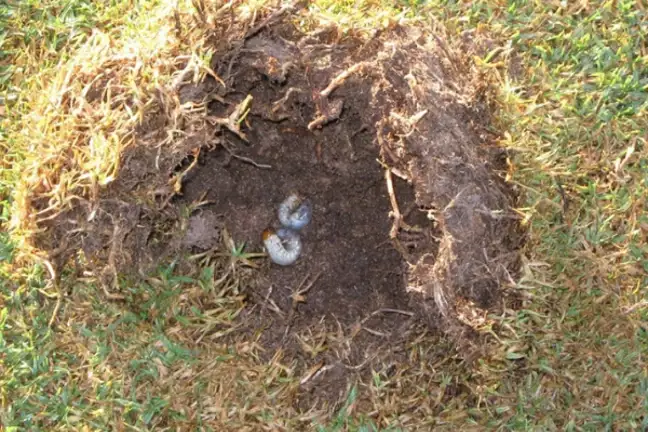 Image of Argentinian Scarab Larvae courtesy of Syngenta