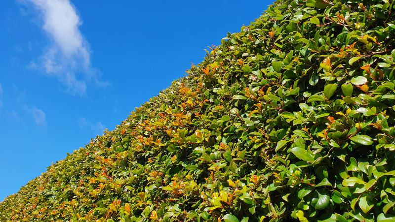 a photo taken from the ground up into the blue sky and of a well clipped Syzygium australe