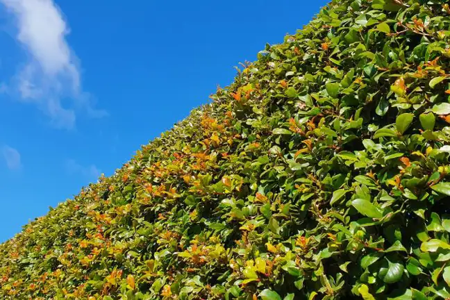 a photo taken from the ground up into the blue sky and of a well clipped Syzygium australe