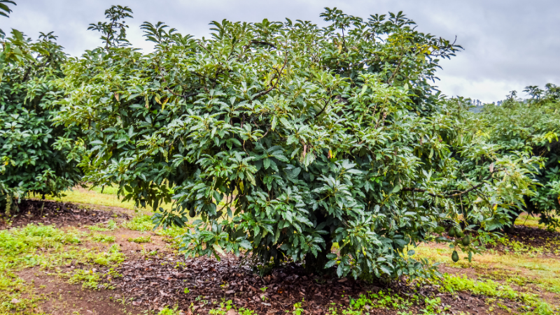Avocado Tree 800X451px
