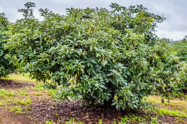 Avocado Tree 800X451px