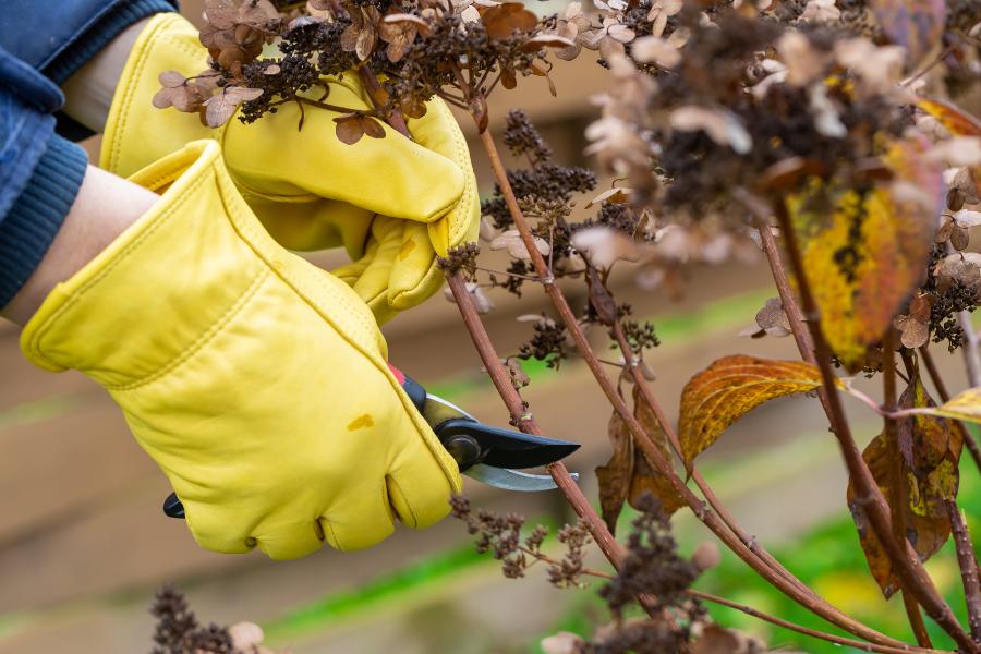Gloved hands pruning hydrangeas