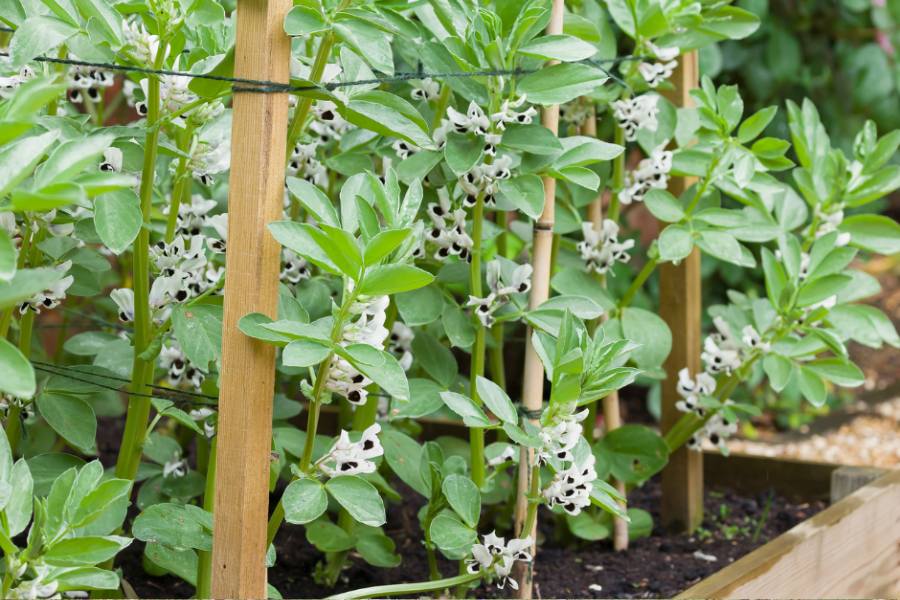 Broad Beans growing in garden beds