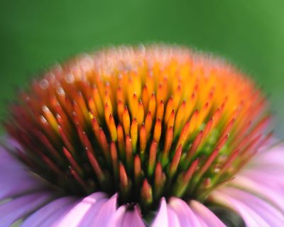 Echinacea