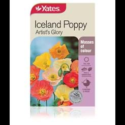Iceland Poppy Artist's Glory