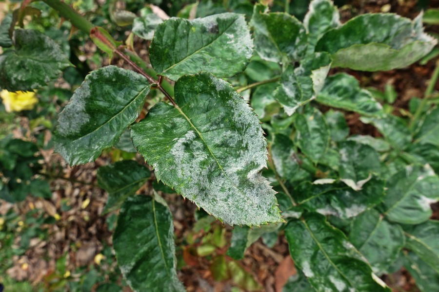 Powdery Mildew on Rose leaves