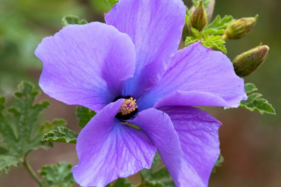 Close up of native hibiscus flower