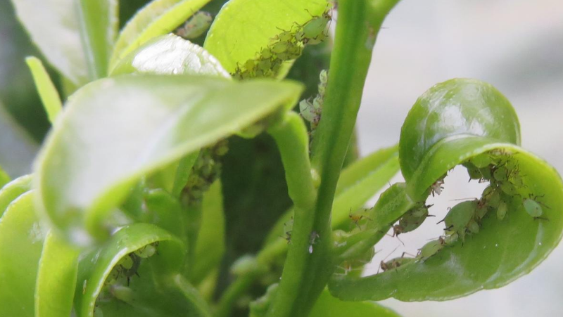 adult and juvenile aphids hiding on the underside of citrus leaves, leaves are twisted from feeding, 