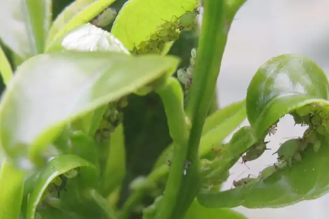 adult and juvenile aphids hiding on the underside of citrus leaves, leaves are twisted from feeding,