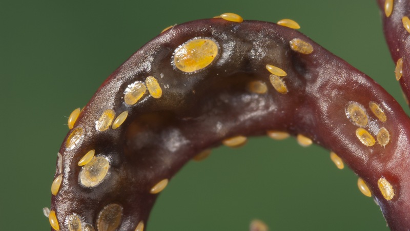 Psyllid Egg And Nymphs 800X451px Credit Denis Crawford