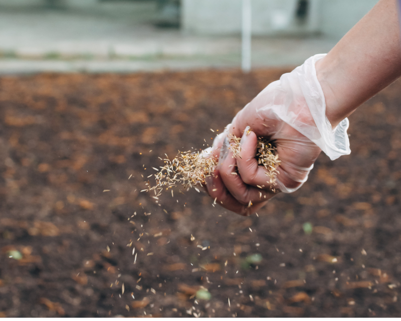 Lawn Seeding By Hand 800X640