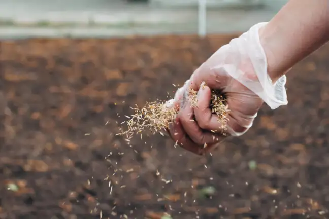 Lawn Seeding By Hand 800X640